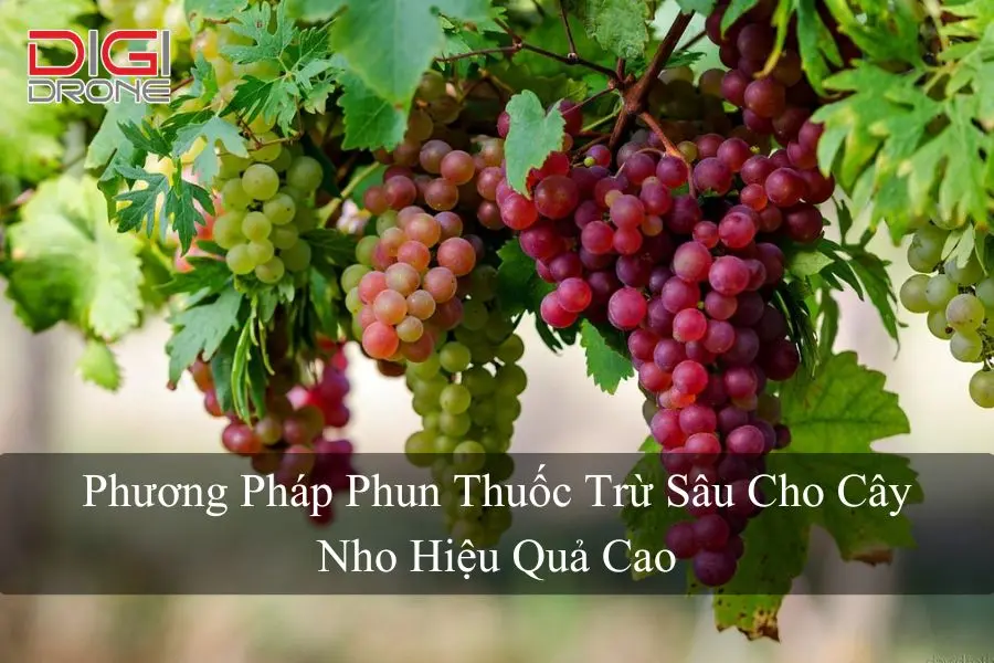 Phương Pháp Phun Thuốc Trừ Sâu Cho Cây Nho Hiệu Quả Cao