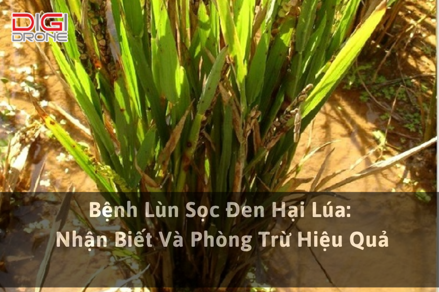 Bệnh Lùn Sọc Đen Hại Lúa: Nhận Biết Và Phòng Trừ Hiệu Quả