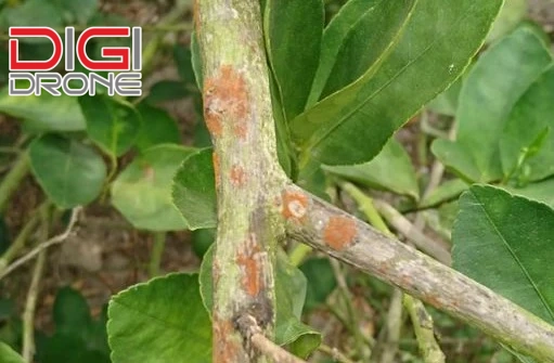 Những nguyên nhân chính gây nên bệnh nấm hồng ở cây có múi