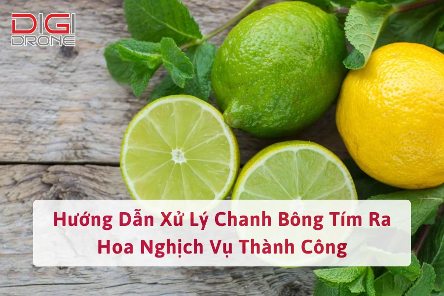 Hướng Dẫn Xử Lý Chanh Bông Tím Ra Hoa Nghịch Vụ Thành Công