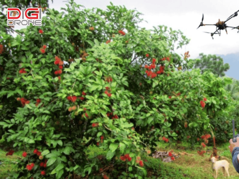 Khuyến khích sử dụng drone nông nghiệp để phun thuốc hiệu quả cho vườn chôm chôm