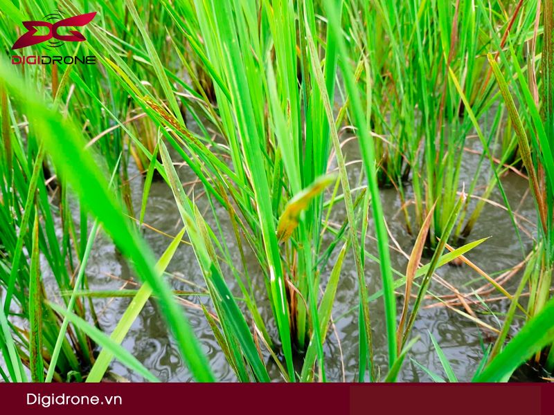 Bệnh tiêm hạch lúa: Nguyên nhân & cách phòng bệnh