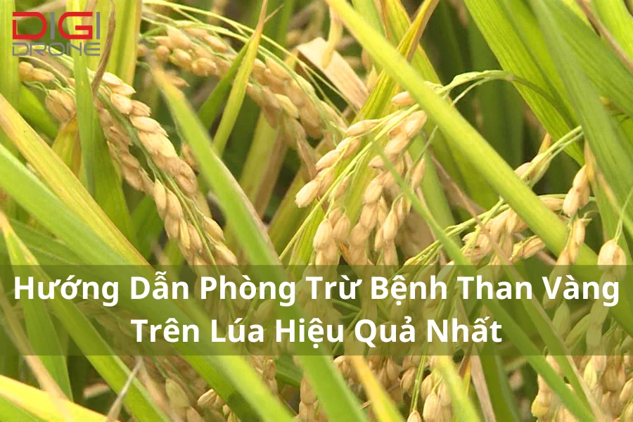 Hướng Dẫn Phòng Trừ Bệnh Than Vàng Trên Lúa Hiệu Quả Nhất