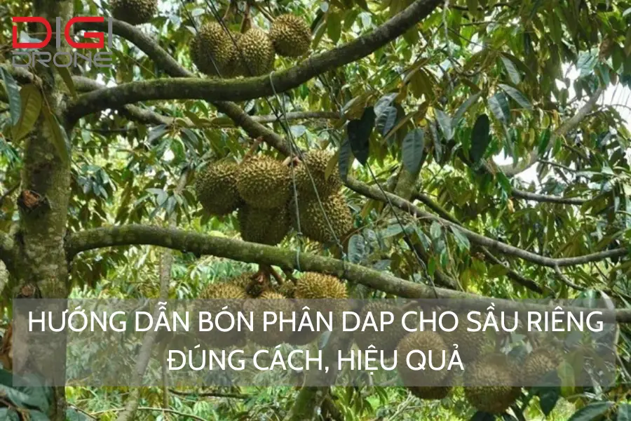 Hướng Dẫn Bón Phân DAP Cho Sầu Riêng Đúng Cách, Hiệu Quả