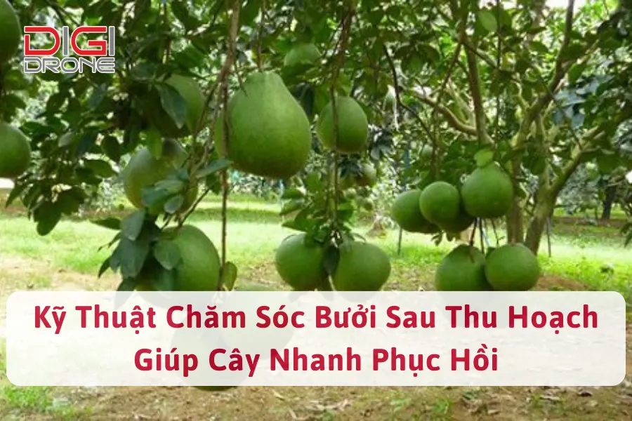 Kỹ Thuật Chăm Sóc Bưởi Sau Thu Hoạch Giúp Cây Nhanh Phục Hồi