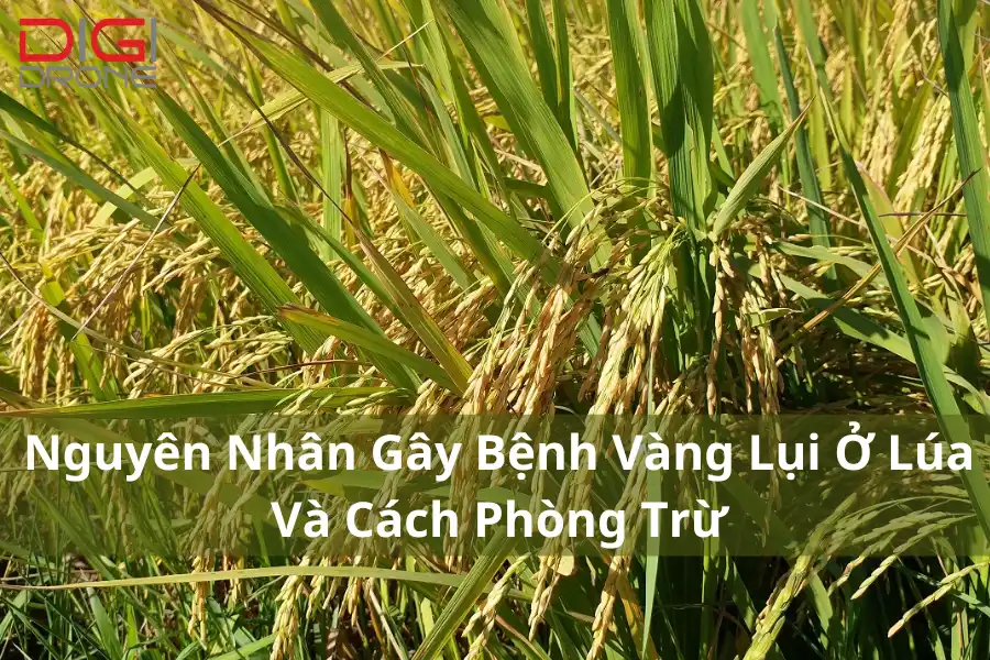 Nguyên Nhân Gây Bệnh Vàng Lụi Ở Lúa Và Cách Phòng Trừ