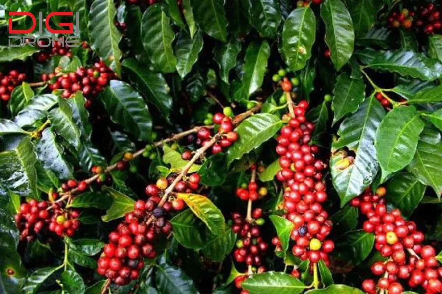 cách trồng cây cà phê