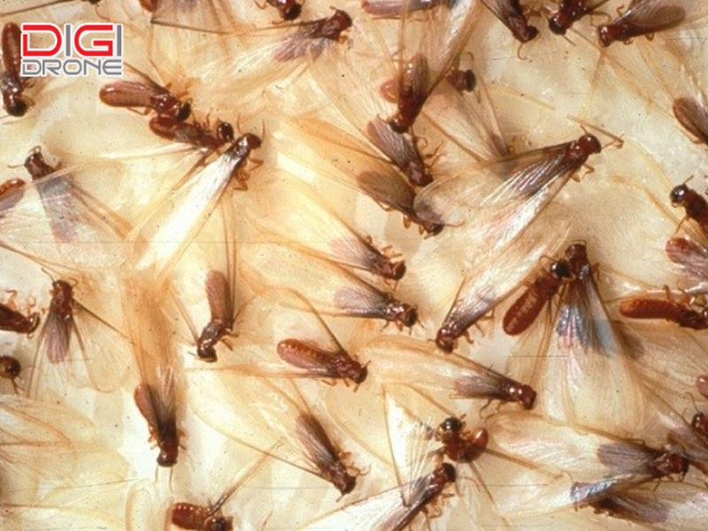 Lưu ý khi diệt mối và cách áp dụng an toàn