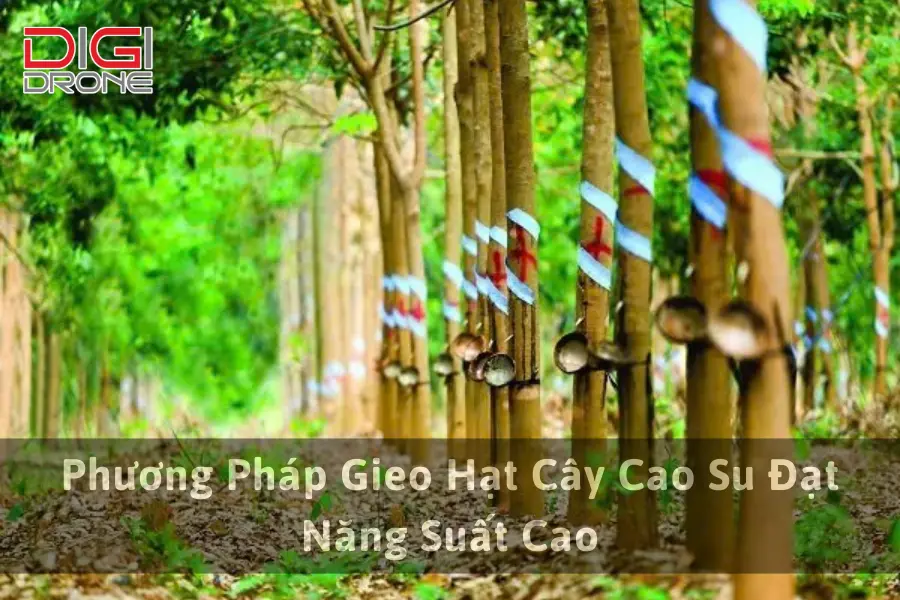 Phương Pháp Gieo Hạt Cây Cao Su Đạt Năng Suất Cao