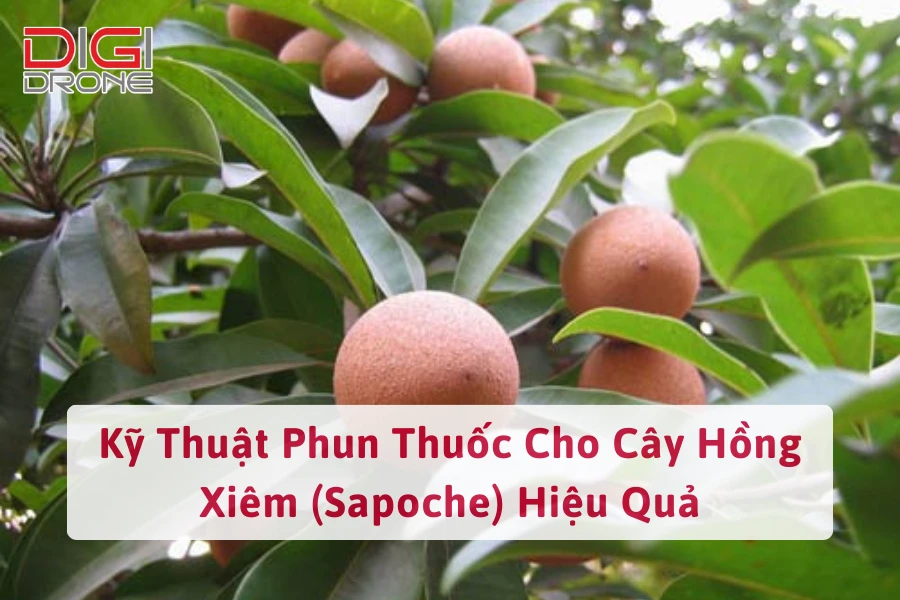 Kỹ Thuật Phun Thuốc Cho Cây Hồng Xiêm (Sapoche) Hiệu Quả