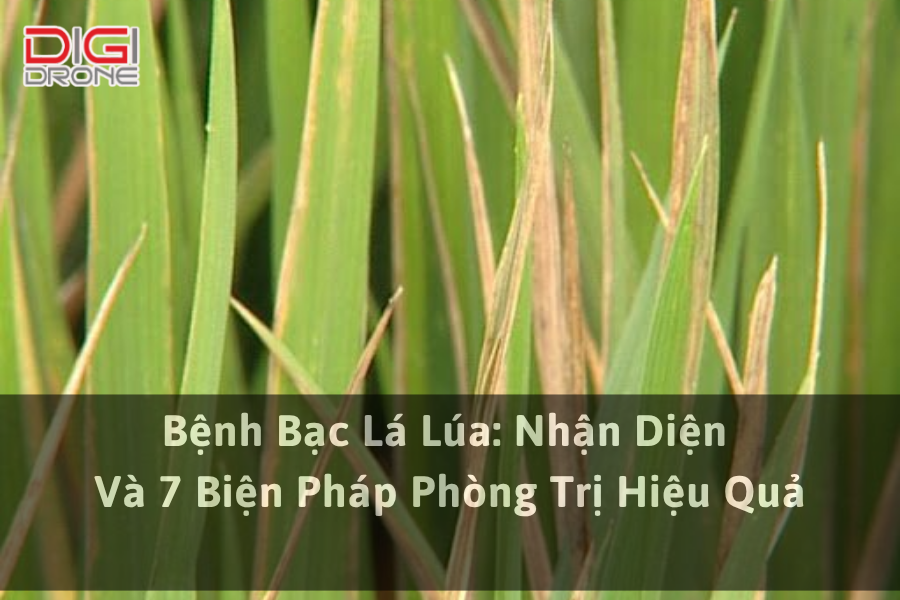 Bệnh Bạc Lá Lúa: Nhận Diện Và 7 Biện Pháp Phòng Trị Hiệu Quả