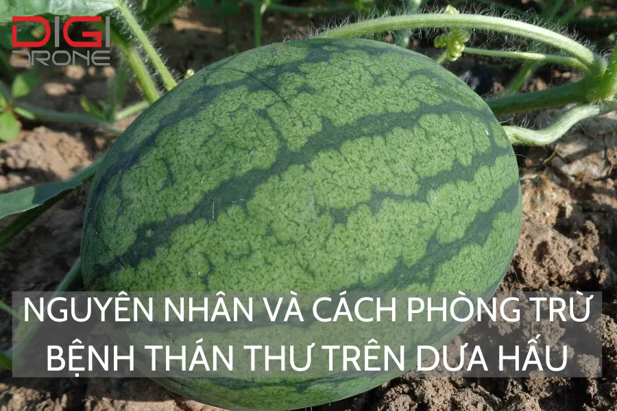 Nguyên Nhân Và Cách Phòng Trừ Bệnh Thán Thư Trên Dưa Hấu