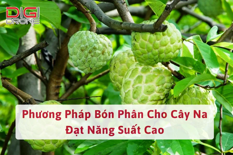 Phương Pháp Bón Phân Cho Cây Na Đạt Năng Suất Cao