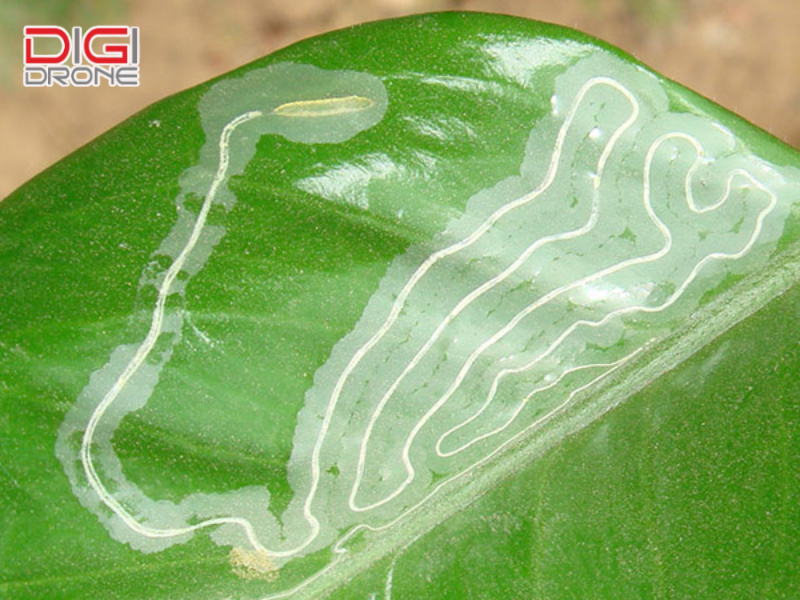 Phòng ngừa sâu vẽ bùa tái phát hiệu quả