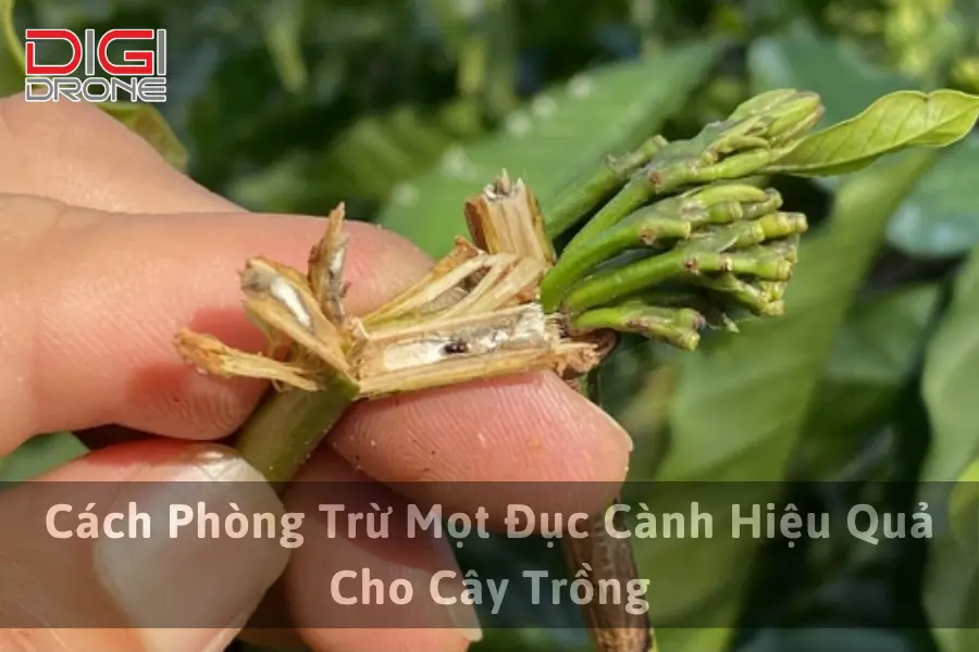 Cách Phòng Trừ Mọt Đục Cành Hiệu Quả Cho Cây Trồng