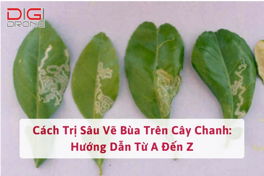 Cách Trị Sâu Đục Thân Cây Chanh Hiệu Quả Giúp Cây Khỏe Mạnh