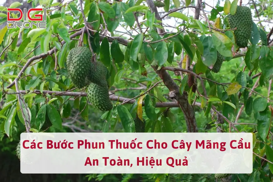 Các Bước Phun Thuốc Cho Cây Mãng Cầu An Toàn, Hiệu Quả