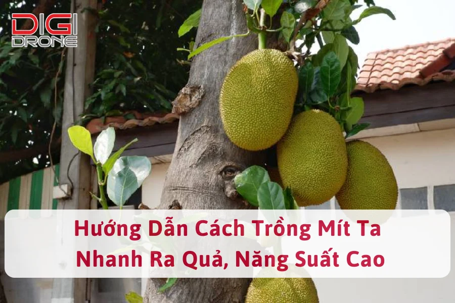 Hướng Dẫn Cách Trồng Mít Ta Nhanh Ra Quả, Năng Suất Cao