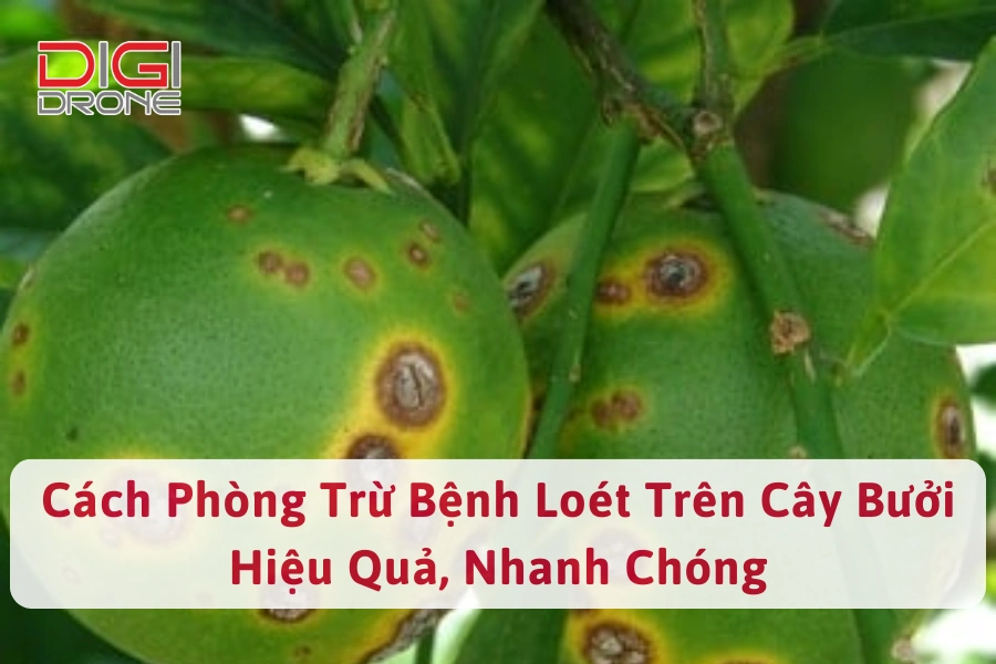 Cách Phòng Trừ Bệnh Loét Trên Cây Bưởi Hiệu Quả, Nhanh Chóng