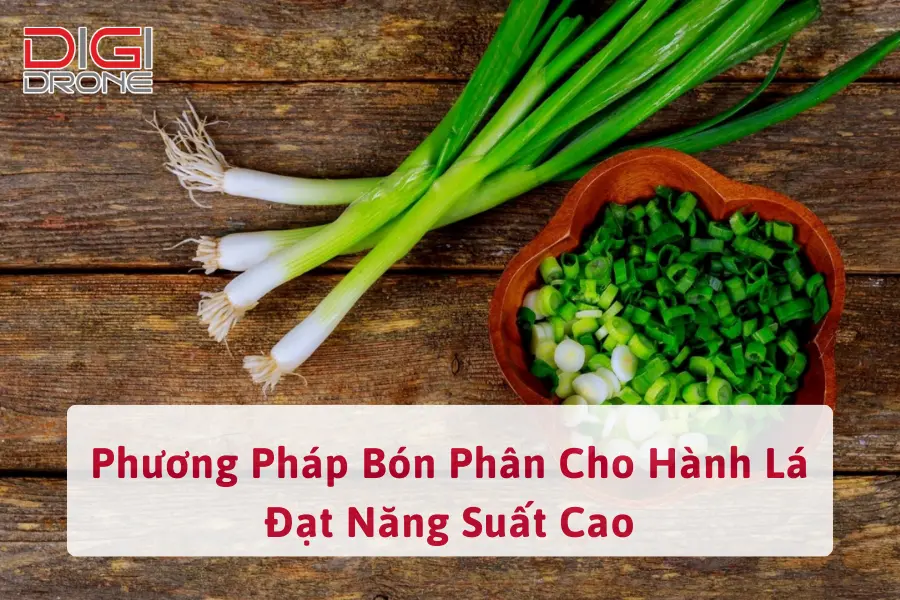 Phương Pháp Bón Phân Cho Hành Lá Đạt Năng Suất Cao