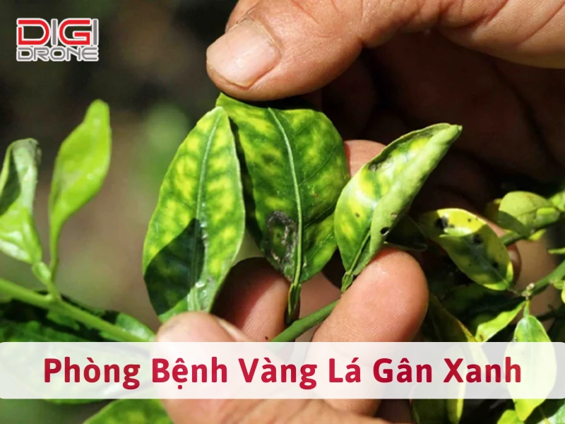 Xử lý khi cây đã nhiễm bệnh và lưu ý quan trọng
