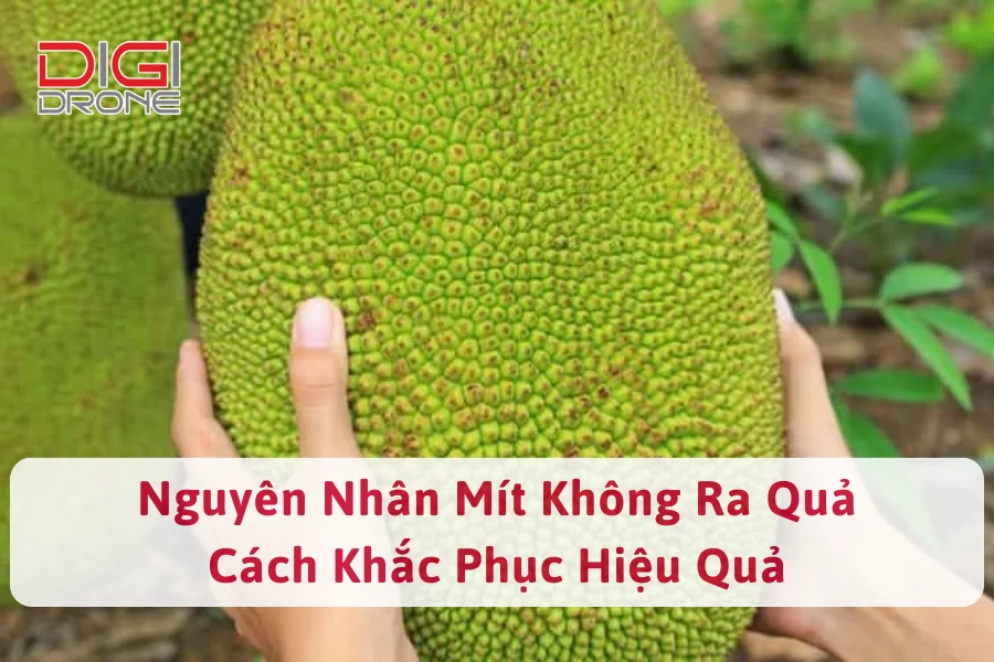 Nguyên Nhân Mít Không Ra Quả Và Cách Khắc Phục Hiệu Quả