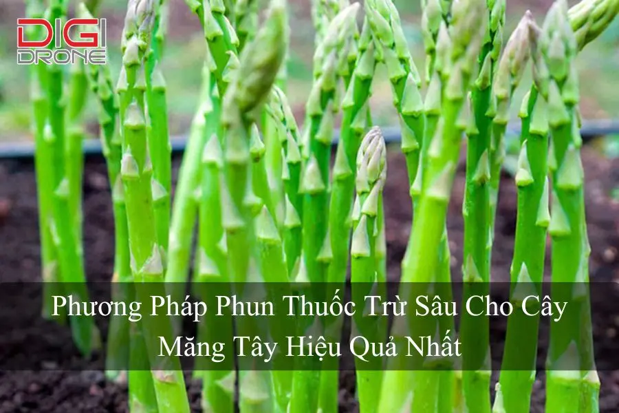 Phương Pháp Phun Thuốc Trừ Sâu Cho Cây Măng Tây Hiệu Quả Nhất