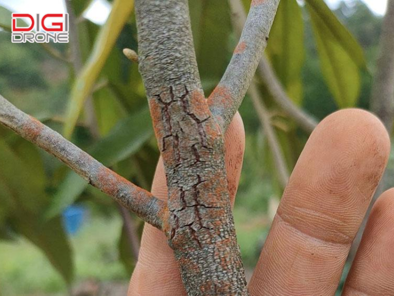 Tổng quan về bệnh nấm hồng và tác hại