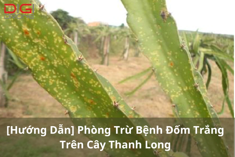 [Hướng Dẫn] Phòng Trừ Bệnh Đốm Trắng Trên Cây Thanh Long