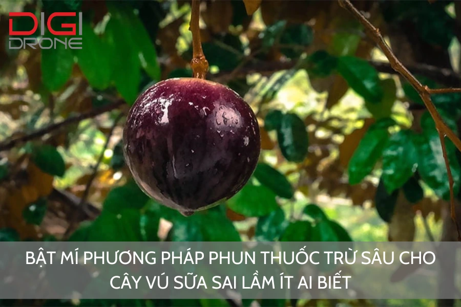 Bật Mí Phương Pháp Phun Thuốc Trừ Sâu Cho Cây Vú Sữa Sai Lầm Ít Ai Biết