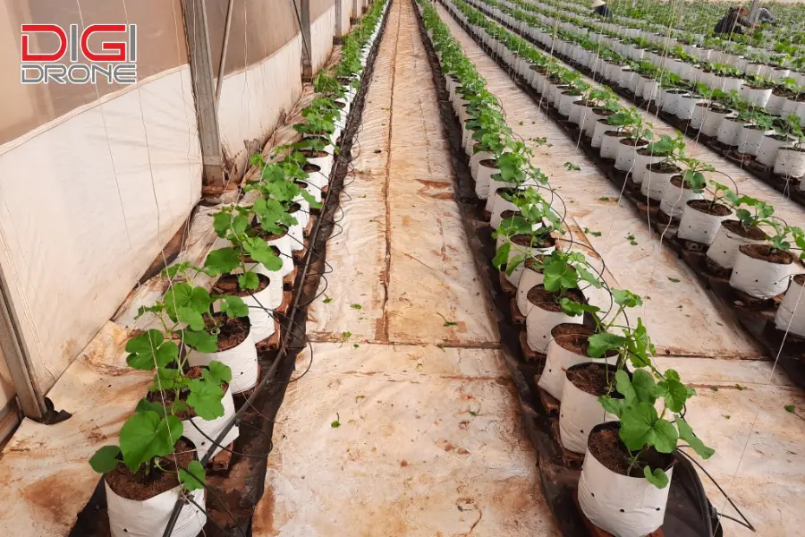 Hướng dẫn lắp đặt và bảo trì hệ thống tưới nhỏ giọt