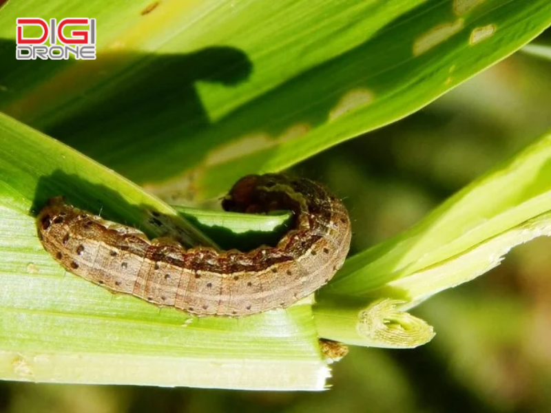 Các biện pháp phòng trừ sâu keo mùa thu hiệu quả