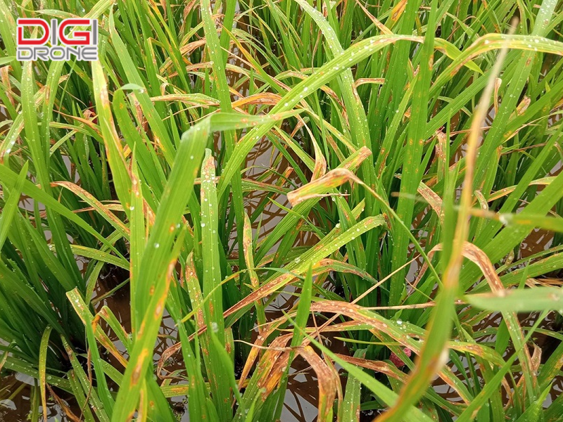 Biện pháp phòng trừ bệnh vàng lùn lúa hiệu quả