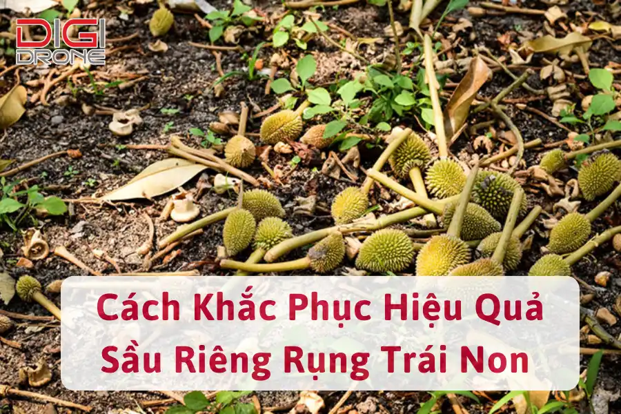 Nguyên Nhân, Cách Khắc Phục Sầu Riêng Rụng Trái Non Hiệu Quả