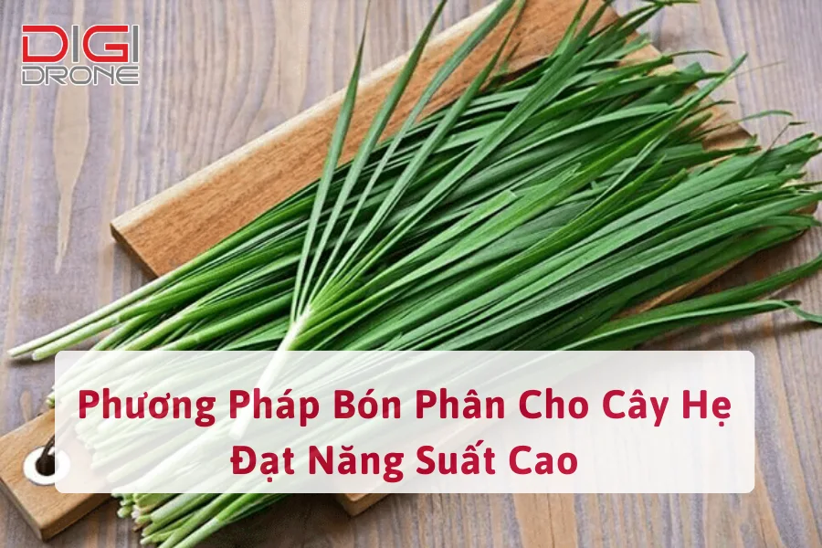 Phương Pháp Bón Phân Cho Cây Hẹ Đạt Năng Suất Cao