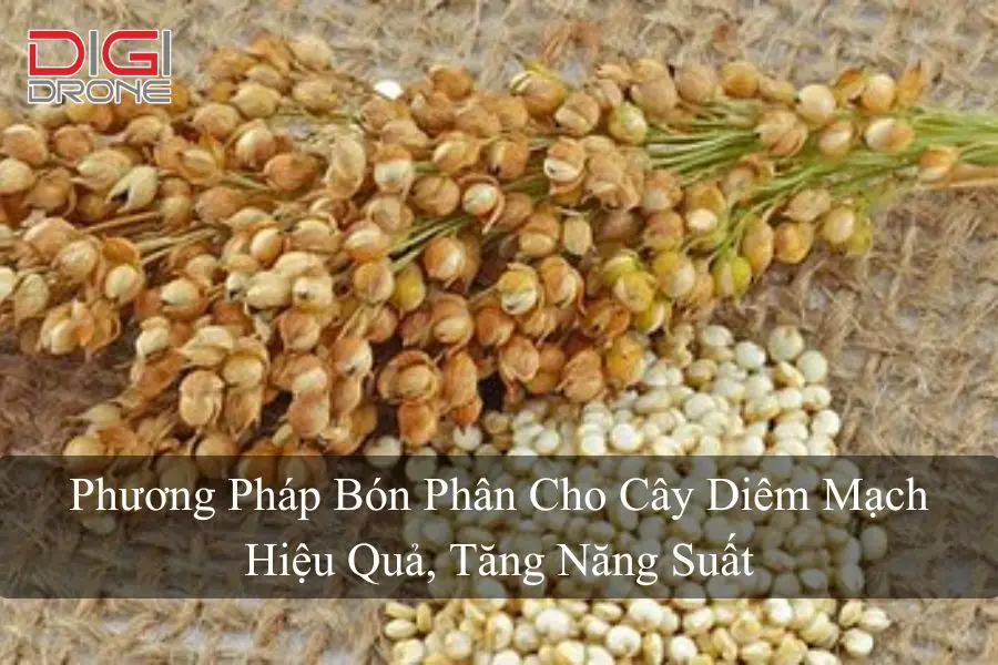 Phương Pháp Bón Phân Cho Cây Diêm Mạch Hiệu Quả, Tăng Năng Suất