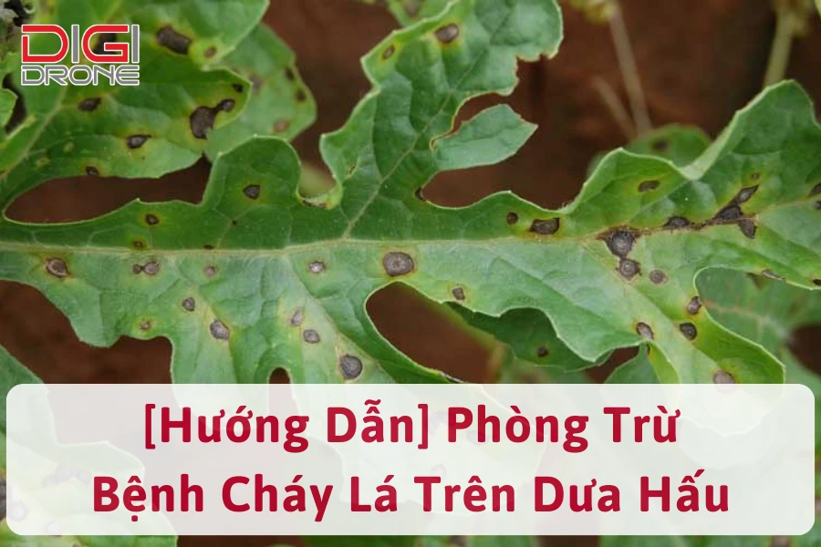 Phòng Trừ Bệnh Cháy Lá trên Dưa Hấu Đơn Giản, Hiệu Quả