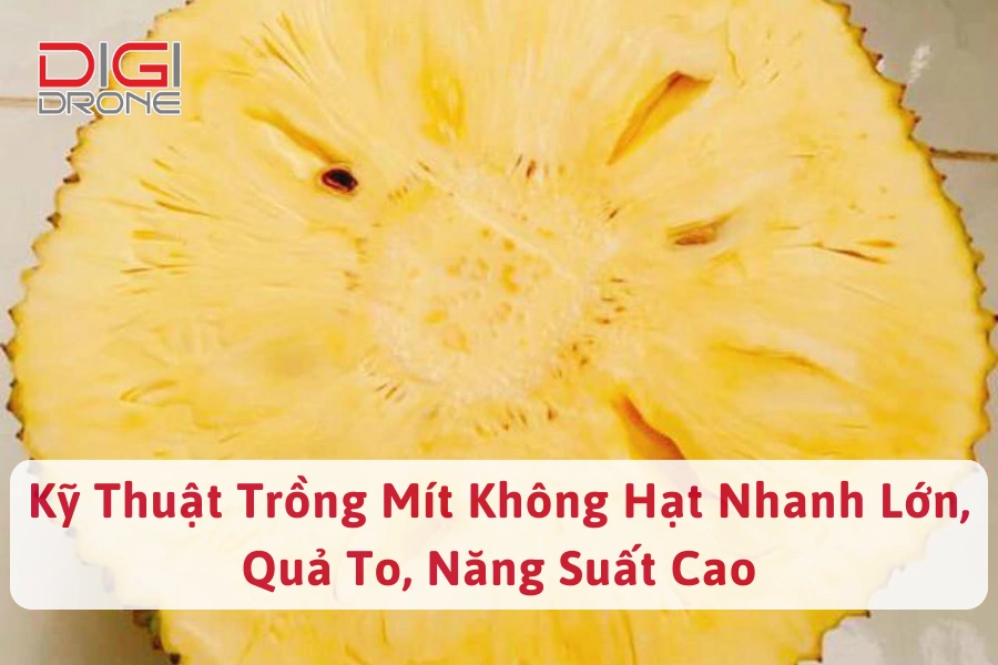 Kỹ Thuật Trồng Mít Không Hạt Nhanh Lớn, Quả To, Năng Suất Cao