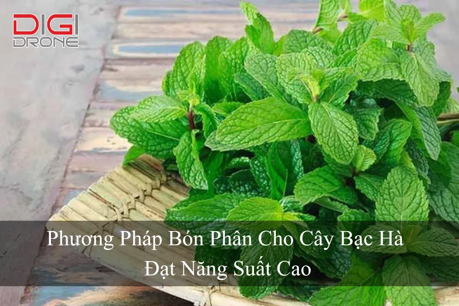 Phương Pháp Bón Phân Cho Cây Bạc Hà Đạt Năng Suất Cao