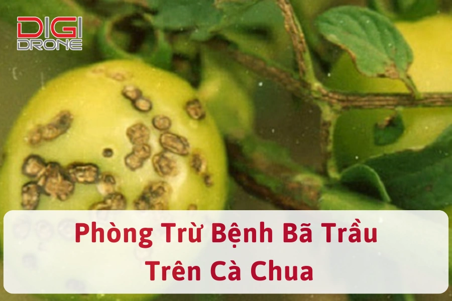 Nguyên Nhân Và Cách Phòng Trừ Bệnh Bã Trầu Trên Cà Chua