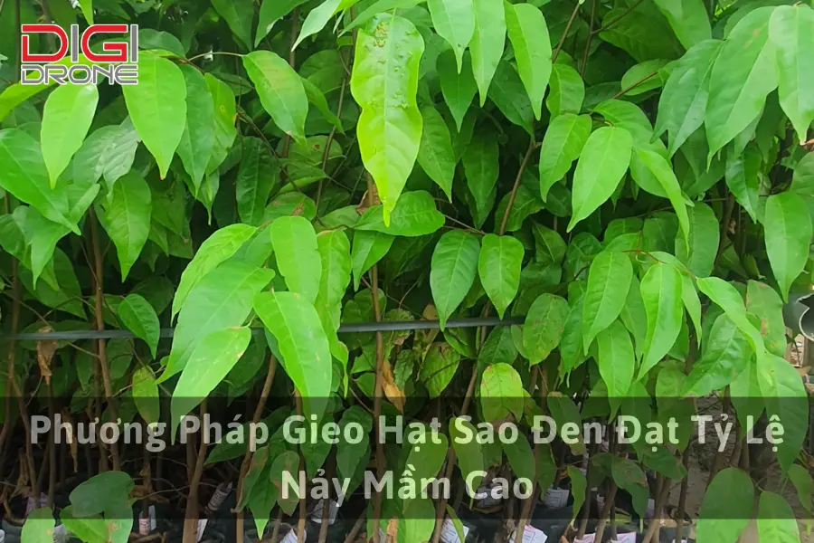 Phương Pháp Gieo Hạt Sao Đen Đạt Tỷ Lệ Nảy Mầm Cao