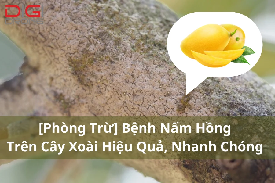 [Phòng Trừ] Bệnh Nấm Hồng Trên Cây Xoài Hiệu Quả, Nhanh Chóng