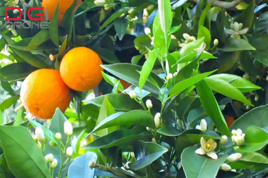 Những điều cần lưu ý khi phun thuốc cho cam Những điều cần lưu ý khi phun thuốc cho cam