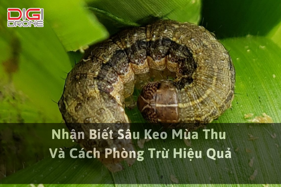 Nhận Biết Sâu Keo Mùa Thu Và Cách Phòng Trừ Hiệu Quả