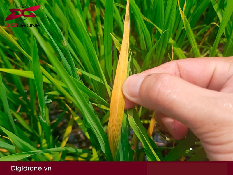 Bệnh vàng lá lúa mùa xuân: Nguyên nhân & biện pháp phòng tránh