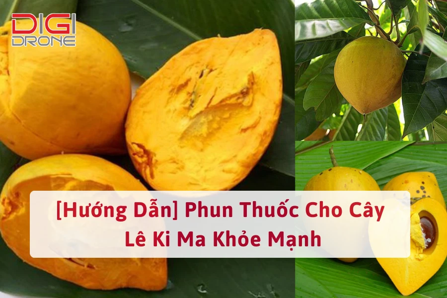 [Hướng Dẫn] Phun Thuốc Cho Cây Lê Ki Ma Khỏe Mạnh