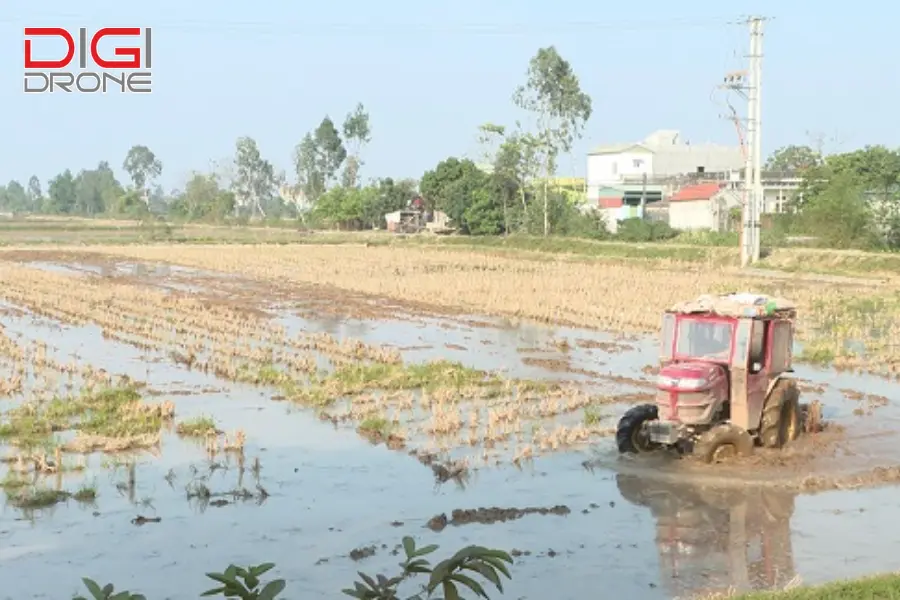 phương pháp gieo hạt điều  