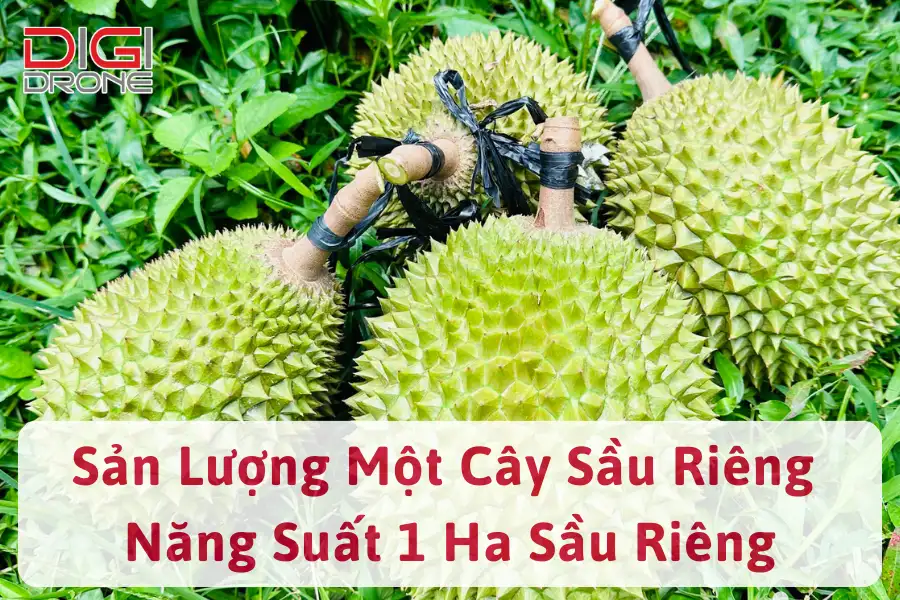 1 Cây Sầu Riêng Cho Bao Nhiêu Kg? Năng Suất 1 Ha Sầu Riêng