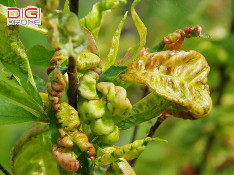 Cách điều trị bệnh xoăn lá hiệu quả
