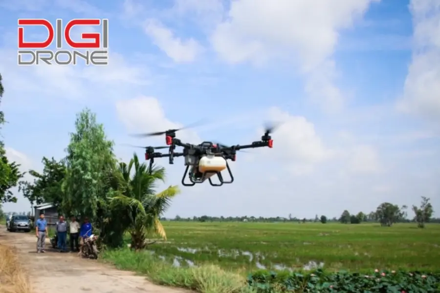 ứng dụng xag p100 bón phân cho đậu đen ứng dụng xag p100 bón phân cho đậu đen